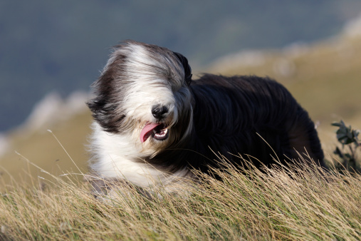 Engelsk sheepdog store